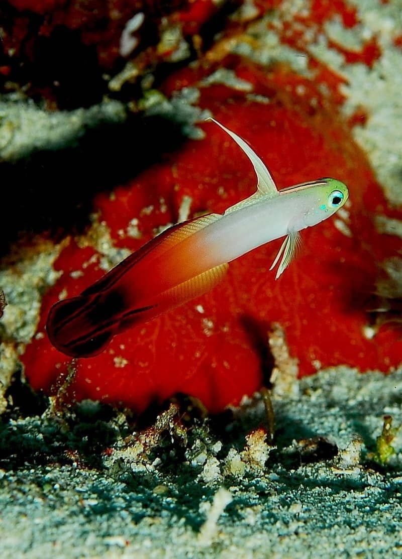 Firefish (Nemateleotris magnifica) — photo 1 of 5