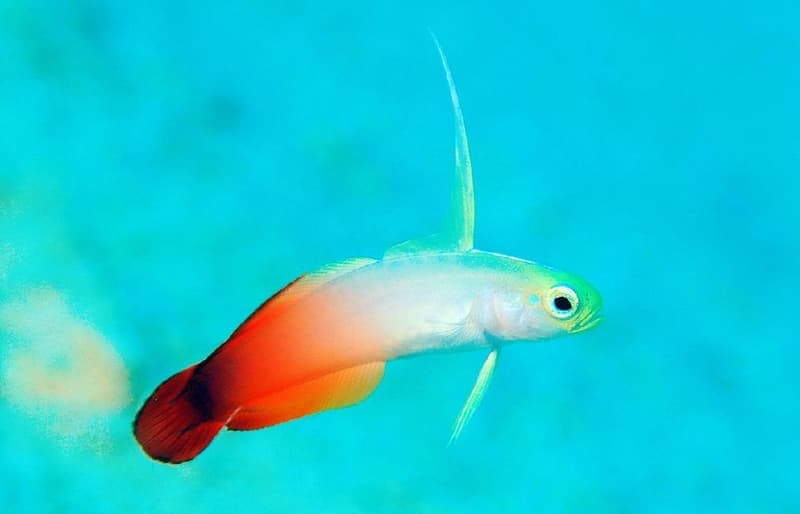 Firefish (Nemateleotris magnifica) — photo 2 of 5