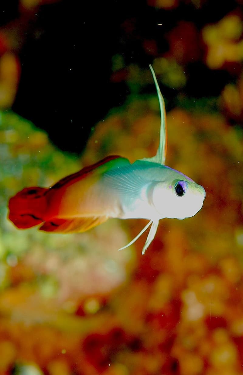 Firefish (Nemateleotris magnifica) — photo 3 of 5