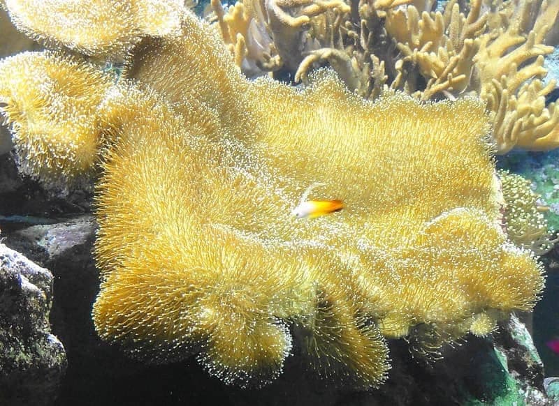 Firefish (Nemateleotris magnifica) — photo 4 of 5
