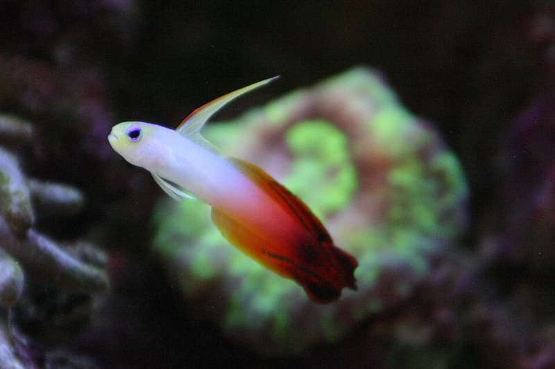 Firefish (Nemateleotris magnifica) — photo 5 of 5