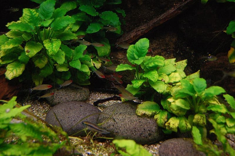 Firehead Tetra (Hemigrammus bleheri) — photo 2 of 5