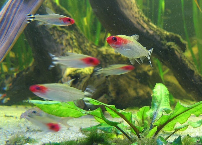 Firehead Tetra (Hemigrammus bleheri) — photo 3 of 5