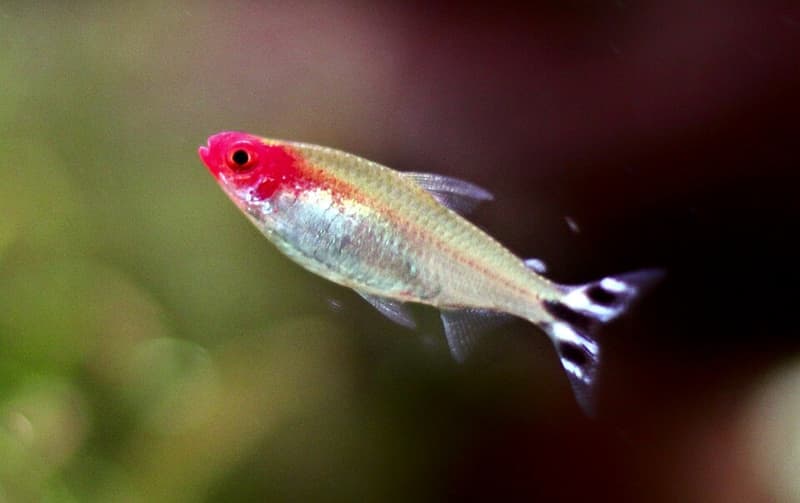 Firehead Tetra (Hemigrammus bleheri) — photo 4 of 5