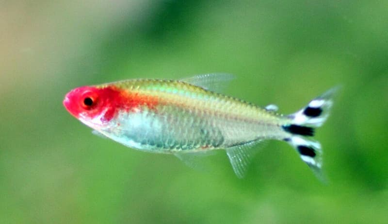 Firehead Tetra (Hemigrammus bleheri) — photo 5 of 5