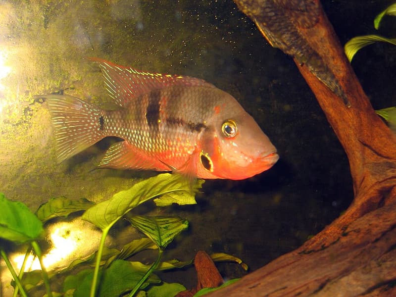 Firemouth Cichlid (Thorichthys meeki) — photo 1 of 5
