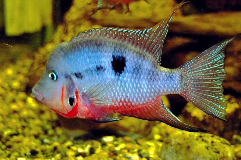 Firemouth Cichlid (Thorichthys meeki) — photo 2 of 5