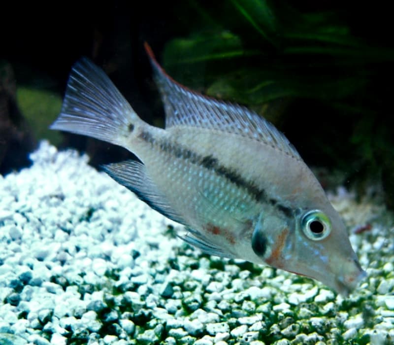 Firemouth Cichlid (Thorichthys meeki) — photo 3 of 5