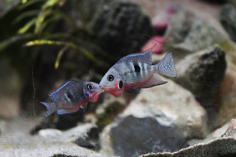 Firemouth Cichlid (Thorichthys meeki) — photo 4 of 5