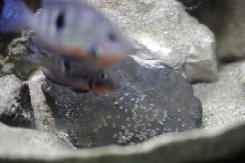 Firemouth Cichlid (Thorichthys meeki) — photo 5 of 5