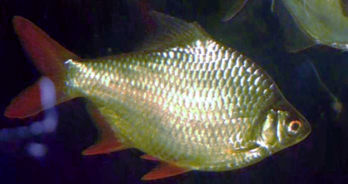 Five-banded Barb (Puntius pentazona) — photo 1 of 5