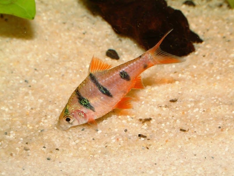 Five-banded Barb (Puntius pentazona) — photo 2 of 5