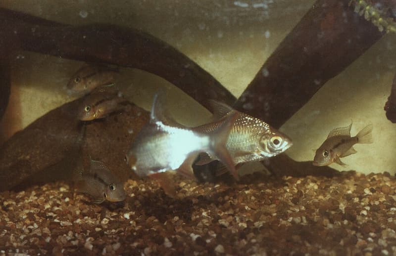 Five-banded Barb (Puntius pentazona) — photo 3 of 5