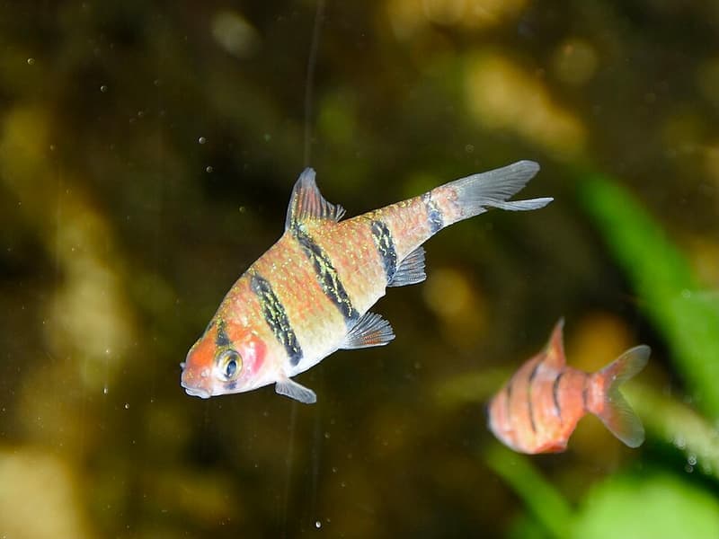 Five-banded Barb (Puntius pentazona) — photo 4 of 5