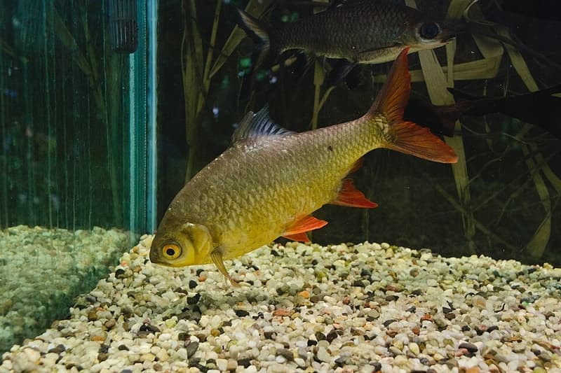 Five-banded Barb (Puntius pentazona) — photo 5 of 5