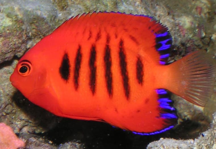 Flame Angelfish (Centropyge loricula) — photo 1 of 5