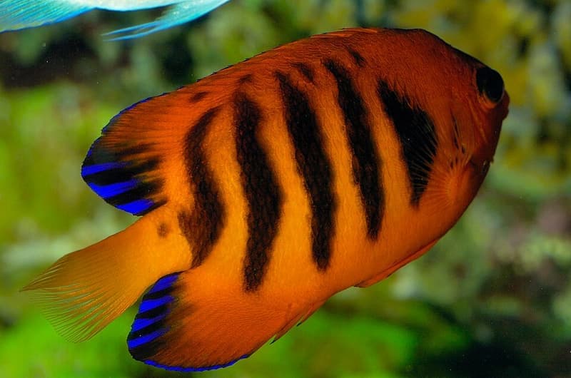 Flame Angelfish (Centropyge loricula) — photo 2 of 5