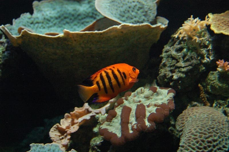 Flame Angelfish (Centropyge loricula) — photo 3 of 5