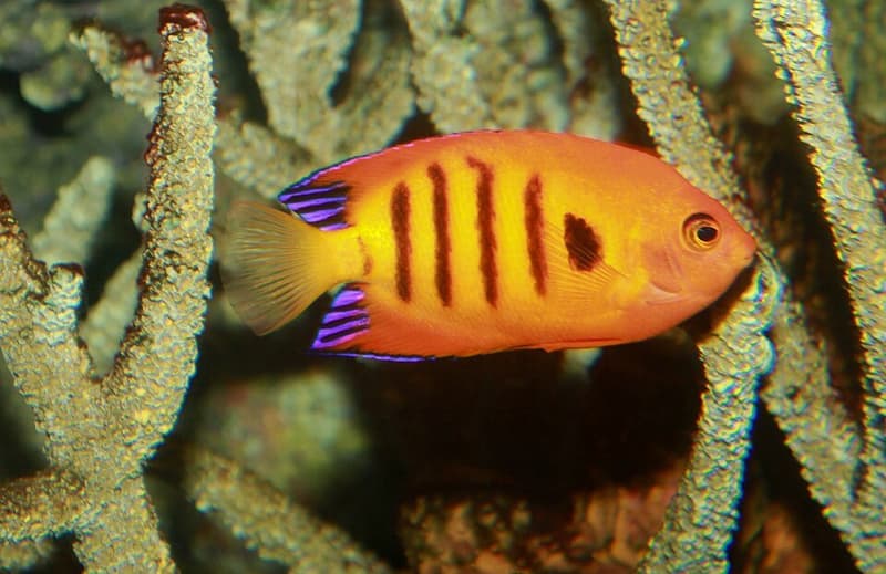 Flame Angelfish (Centropyge loricula) — photo 4 of 5