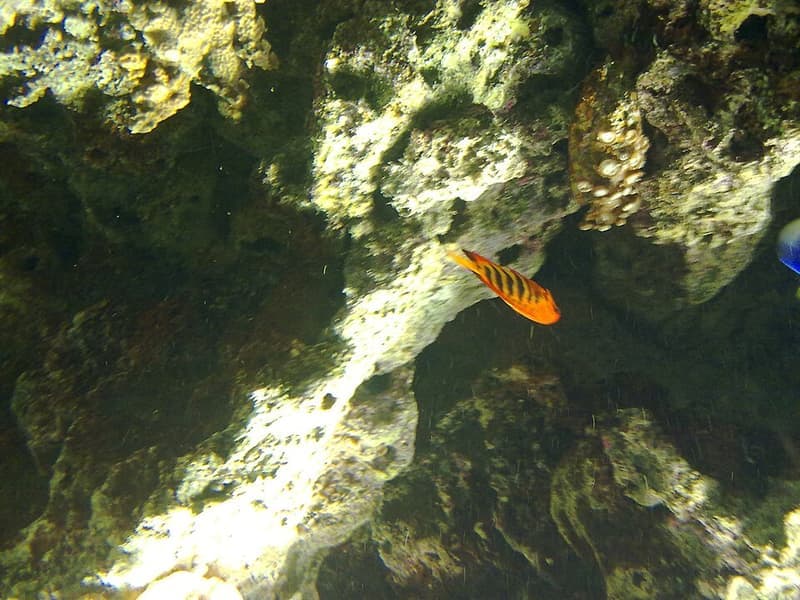 Flame Angelfish (Centropyge loricula) — photo 5 of 5