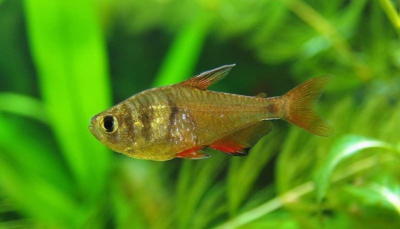Flame Tetra (Hyphessobrycon flammeus) — photo 2 of 5