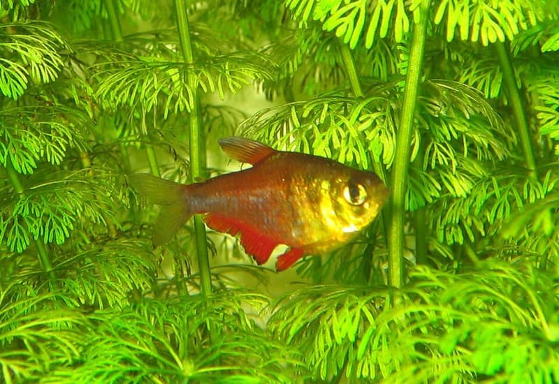 Flame Tetra (Hyphessobrycon flammeus) — photo 3 of 5
