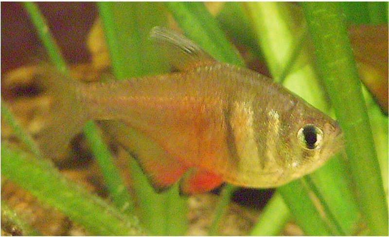 Flame Tetra (Hyphessobrycon flammeus) — photo 4 of 5