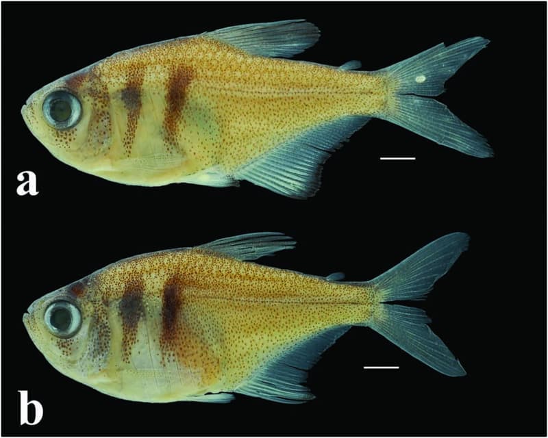 Flame Tetra (Hyphessobrycon flammeus) — photo 5 of 5