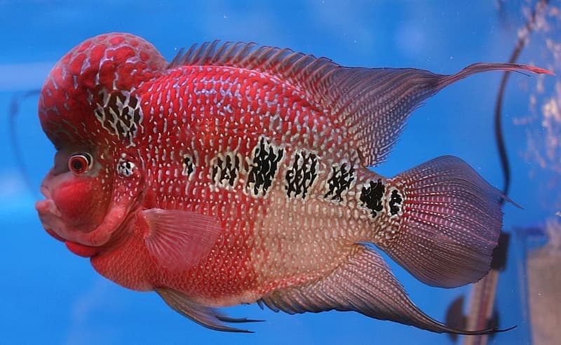 Flowerhorn Cichlid (Flowerhorn hybrid) — photo 1 of 3