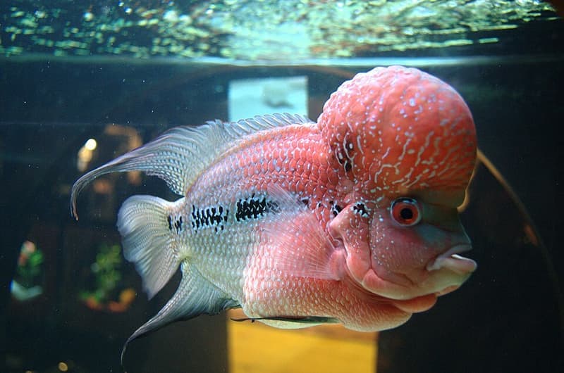 Flowerhorn Cichlid (Flowerhorn hybrid) — photo 2 of 3