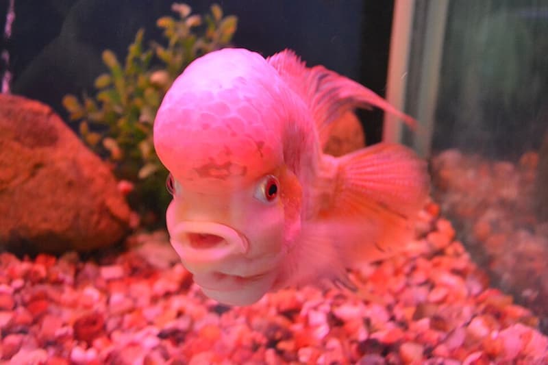 Flowerhorn Cichlid (Flowerhorn hybrid) — photo 3 of 3