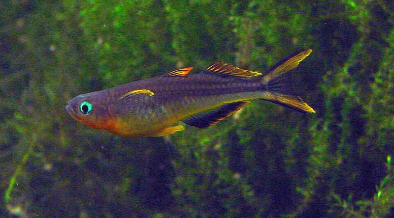 Forktail Blue-eye (Pseudomugil furcatus) — photo 1 of 4