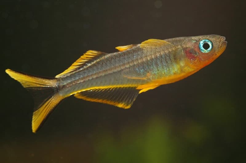 Forktail Blue-eye (Pseudomugil furcatus) — photo 2 of 4