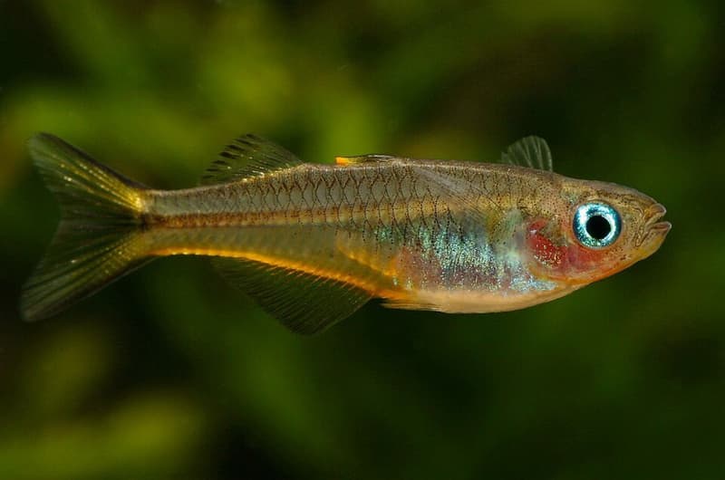 Forktail Blue-eye (Pseudomugil furcatus) — photo 3 of 4