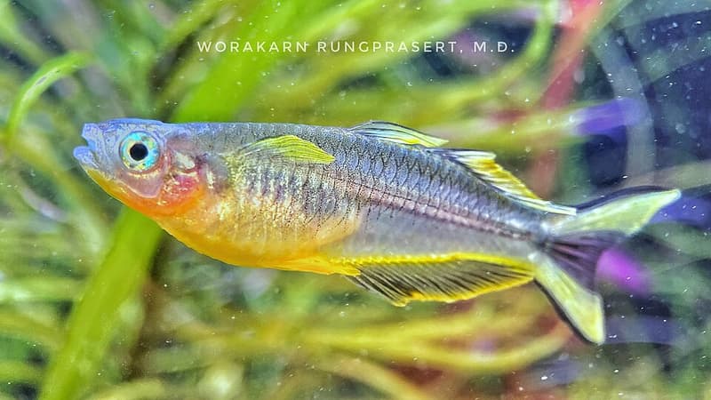 Forktail Blue-eye (Pseudomugil furcatus) — photo 4 of 4
