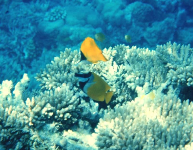 Foxface Rabbitfish (Siganus vulpinus) — photo 1 of 5