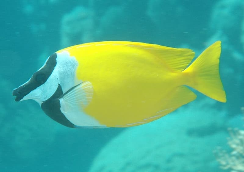 Foxface Rabbitfish (Siganus vulpinus) — photo 2 of 5