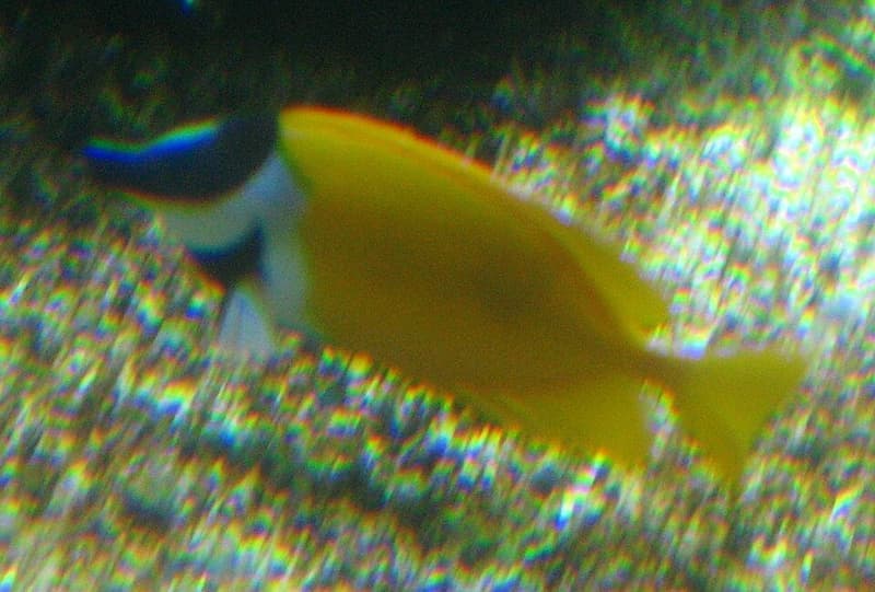 Foxface Rabbitfish (Siganus vulpinus) — photo 3 of 5