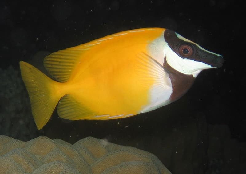 Foxface Rabbitfish (Siganus vulpinus) — photo 4 of 5