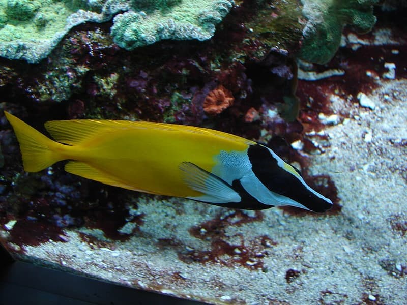 Foxface Rabbitfish (Siganus vulpinus) — photo 5 of 5