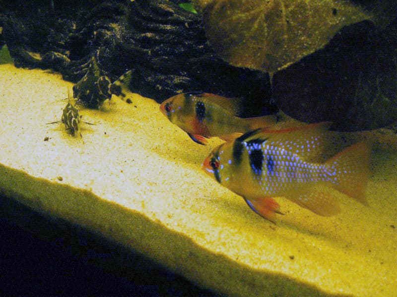 German Blue Ram (Mikrogeophagus ramirezi) — photo 1 of 5