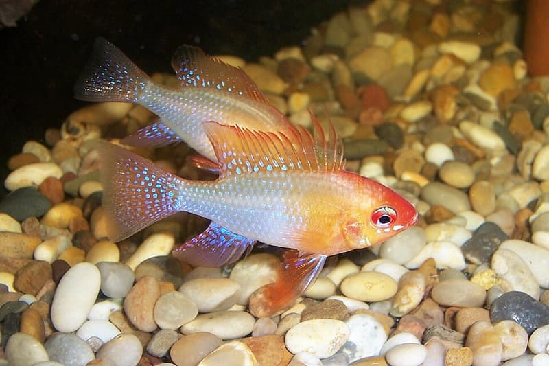 German Blue Ram (Mikrogeophagus ramirezi) — photo 2 of 5