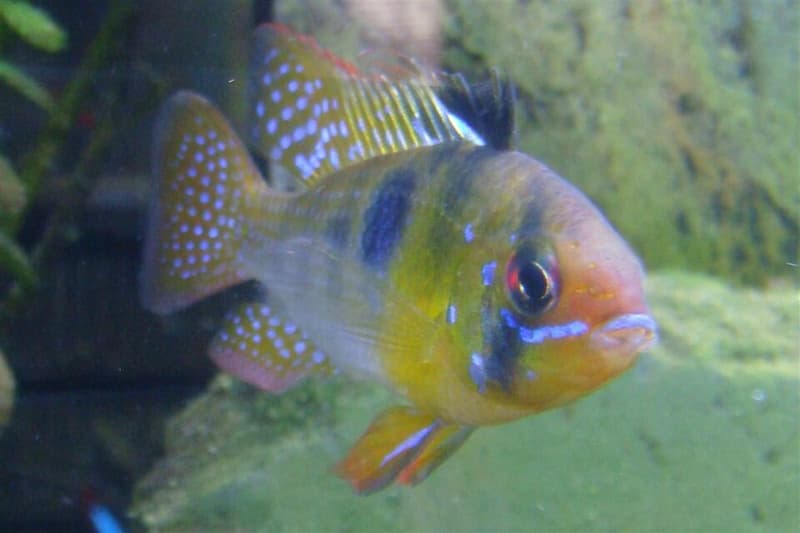 German Blue Ram (Mikrogeophagus ramirezi) — photo 3 of 5