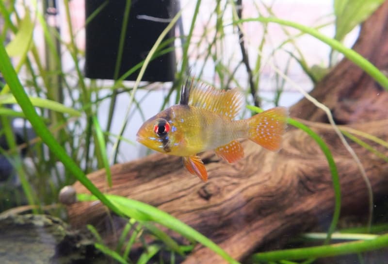German Blue Ram (Mikrogeophagus ramirezi) — photo 4 of 5