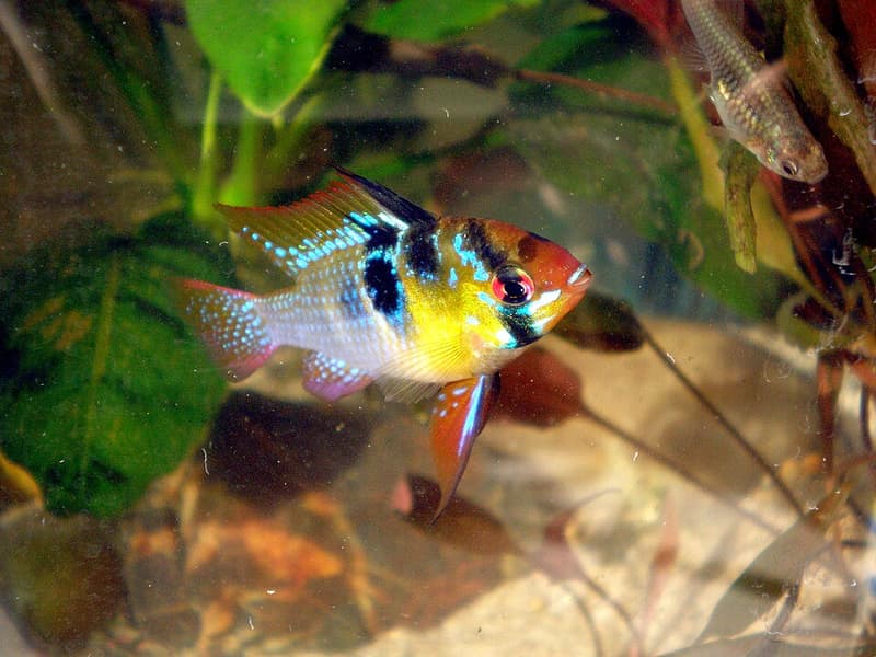 German Blue Ram (Mikrogeophagus ramirezi) — photo 5 of 5