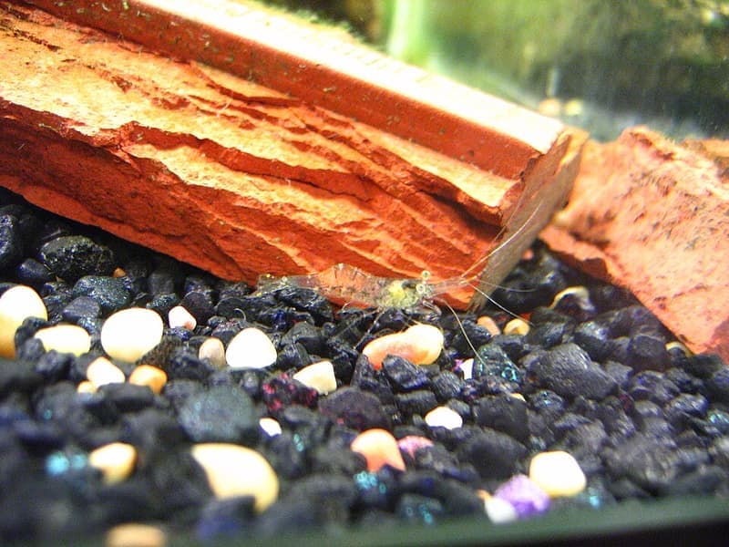 Ghost Shrimp (Palaemonetes paludosus) — photo 1 of 1