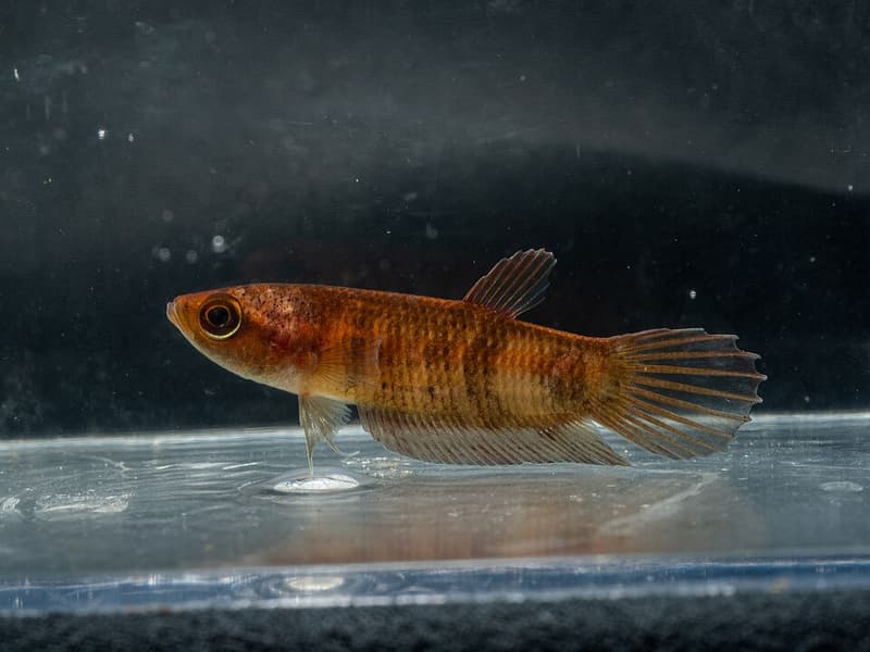 Giant Betta (Betta anabatoides) — photo 1 of 3