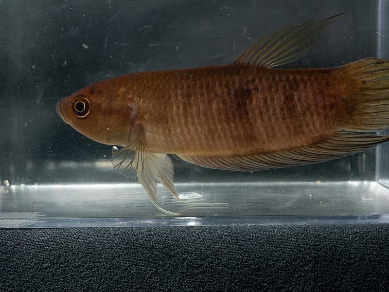 Giant Betta (Betta anabatoides) — photo 2 of 3