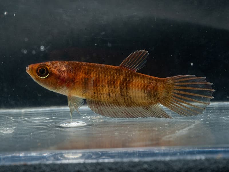 Giant Betta (Betta anabatoides) — photo 3 of 3