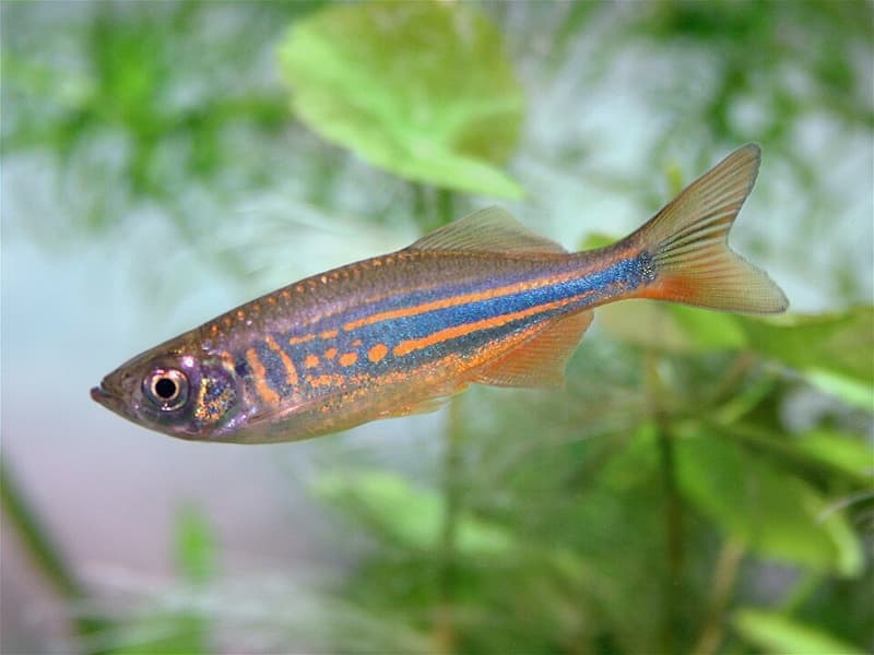 Giant Danio (Devario aequipinnatus) — photo 1 of 5